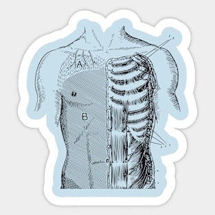 Body and Skeleton Sticker